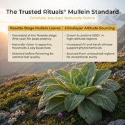 Mullein Honey Sticks -  Mango